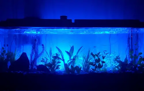 Adding New Cichlids to an Established Tank - A tank with its lights off with a blue hue background 