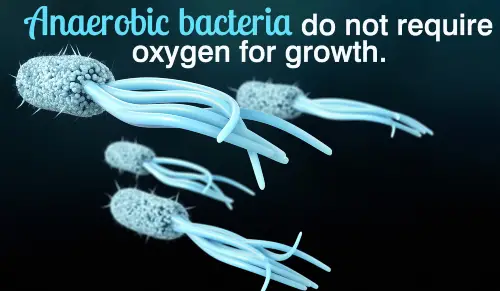 Can Seachem Matrix Reduce Nitrates The Best Way With Real Results - Image of Anaerobic Bacteria 