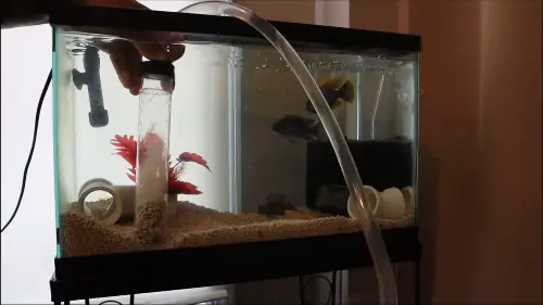 KaveMan Aquatics is showing how to vacuum aquarium gravel substrate