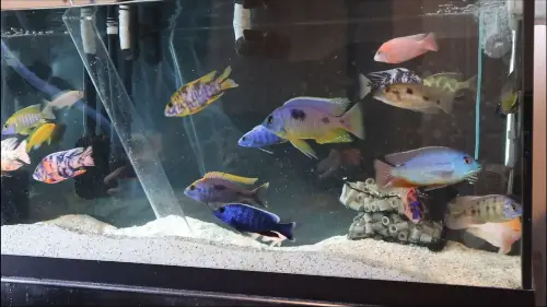 Routine Aquarium Maintenance - KaveMan Aquatics siphoning an aquarium with colorful African cichlids 