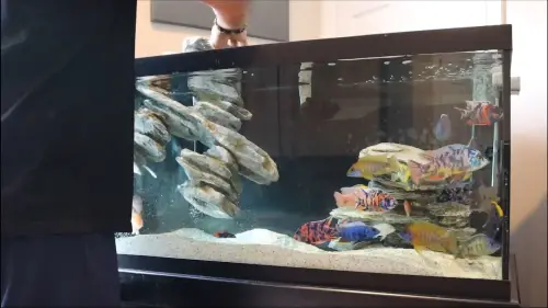 KaveMan Aquatics is getting ready to vacuum aquarium substrate by removing aquarium decor rocks from his African cichlid tank 