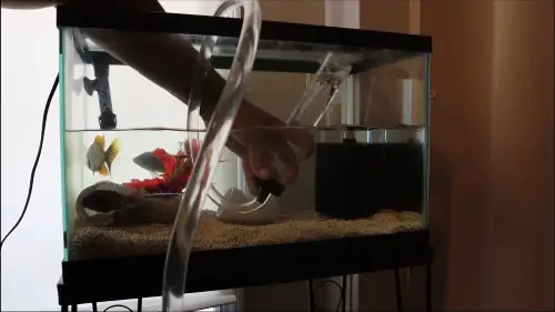 KaveMan Aquatics is busy removing the siphon from his quarantine African cichlid tank after vacuuming aquarium substrate 