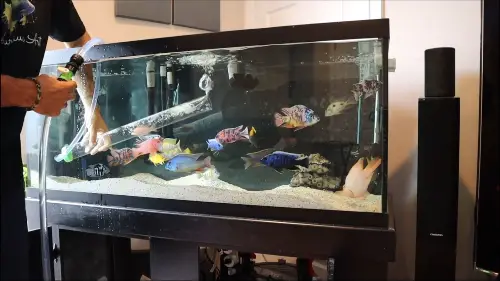KaveMan Aquatics is getting ready to vacuum aquarium substrate by plunging the siphon back into his African cichlid tank water 