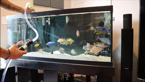 How To Vacuum Aquarium Substrate Like a 