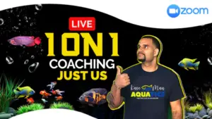 KaveMan Aquatics 1-on-1 consulting services through zoom