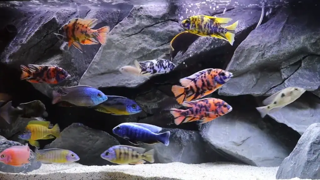 African Cichlid Care Guide (5 Things You Must Know) - An African cichlid group that is colorful with various patterns and a rocky background