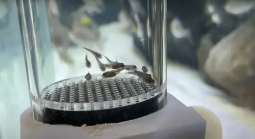 African Cichlid Care Guide: Breeding - A small group of African cichlid fry 