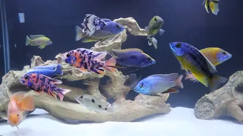 African Cichlid Care Guide: Overview image of a tank of African cichlids 