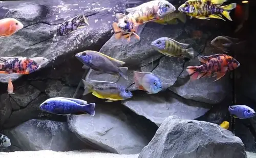 African Cichlid Care Guide: Tank Requirements image of a tank of African cichlids with a rocky background