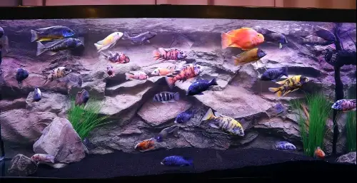 An overstocked tank of African cichlids from KaveMan Aquatics