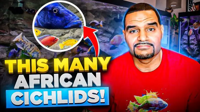 How Many African Cichlids in 1 Tank?! (Overstocked? Easy Solution!)