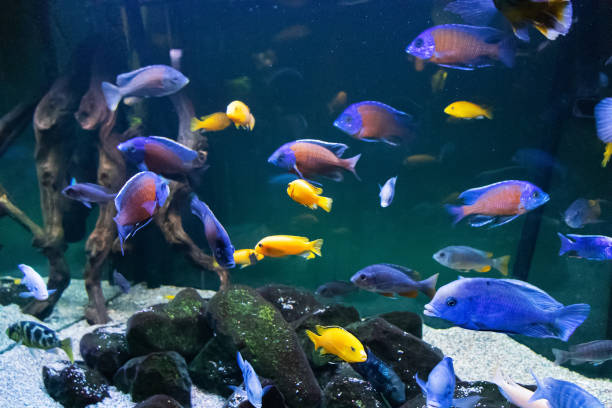 How To Enhance African Cichlid Colors: 5 Simple Methods - Tank of colorful African cichlids