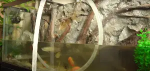 How to Install a 3D Aquarium Background - Refilling the American cichlid tank with a water pump and hose 