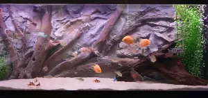 How to Install a 3D Aquarium Background - Final view of KaveMan Aquatics’ 3D Aquarium Background installed in their American cichlid tank