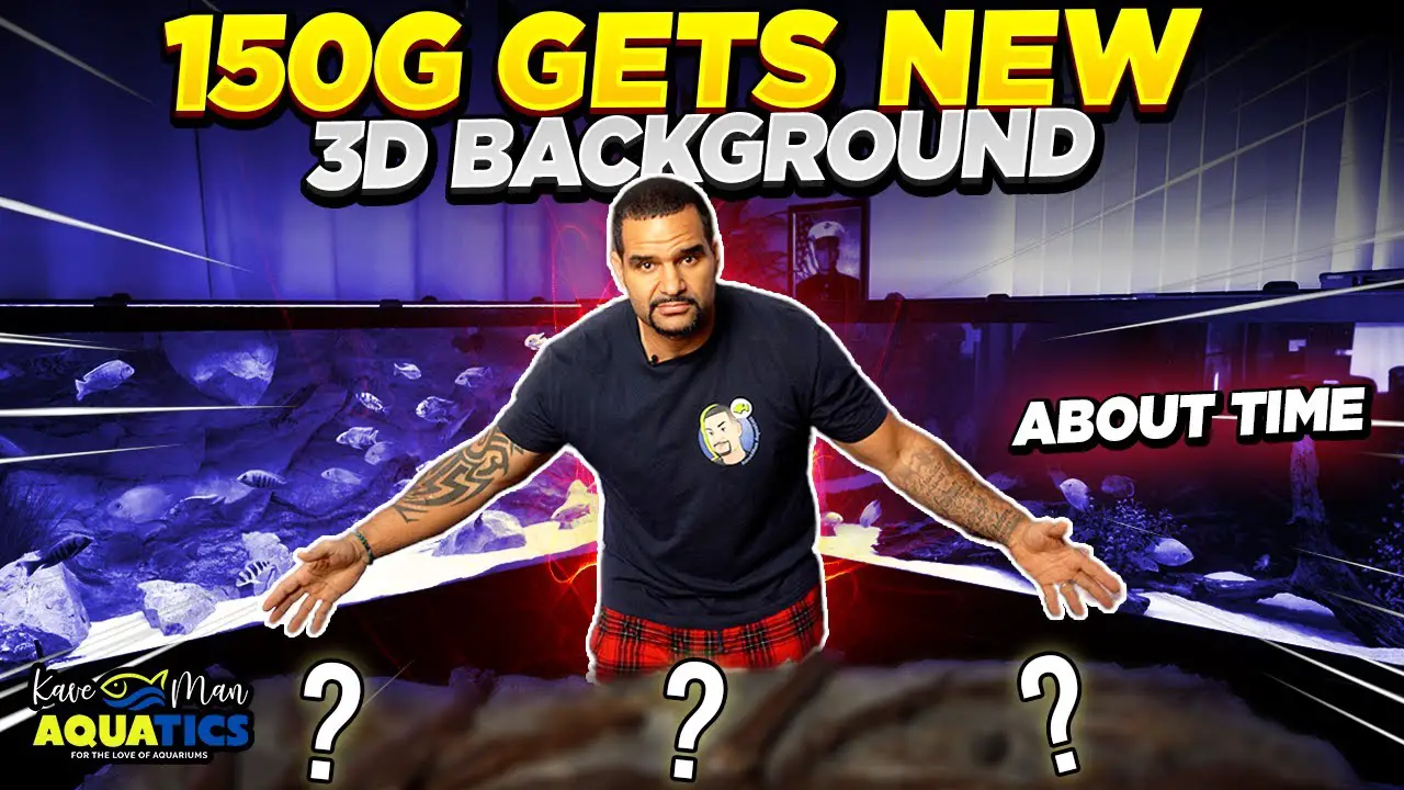 How to Install a 3D Aquarium Background in 7 Simple Steps YouTube thumbnail