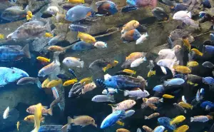 Lake Malawi cichlids swimming in the lake - bright and colorful fish