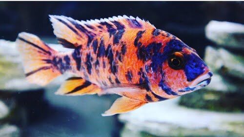 OB Peacock African Cichlid