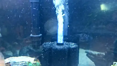 A fully submerged sponge filter in an African cichlid tank, the last step of the sponge filter setup process 