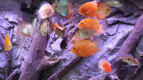 A group of Discus fish eating live blackworms which are Discus food