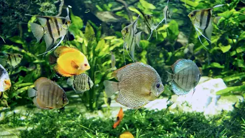 A group of Discus fish after eating Discus food in a vibrant green tank  