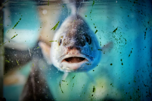 Mistakes When Starting Your First Aquarium