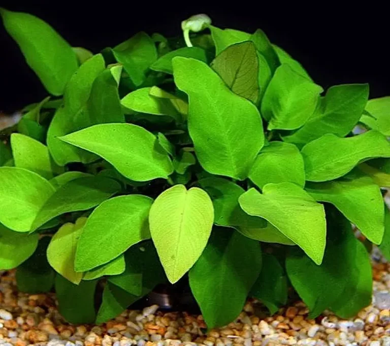 How to Grow Anubias Plant Out of Water