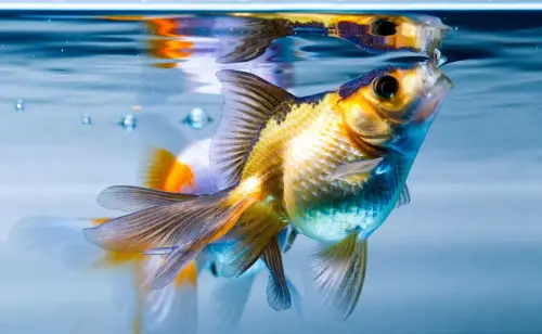 Increase Oxygen Levels in Your Aquarium - A colorful goldfish gasping for air at the water’s surface 
