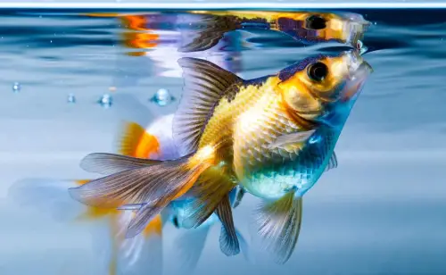 How To Increase Oxygen in Fish Tank - A colorful goldfish gasping for air at the water’s surface 