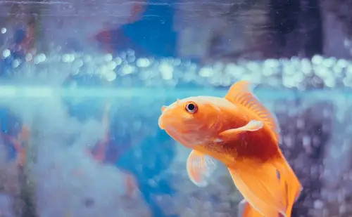 Aquarium Therapy - Zoomed in picture of a bright orange goldfish in an aquarium 