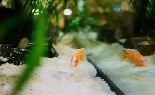 Aquarium Therapy - Picture of a small orange fish in a planted aquarium 