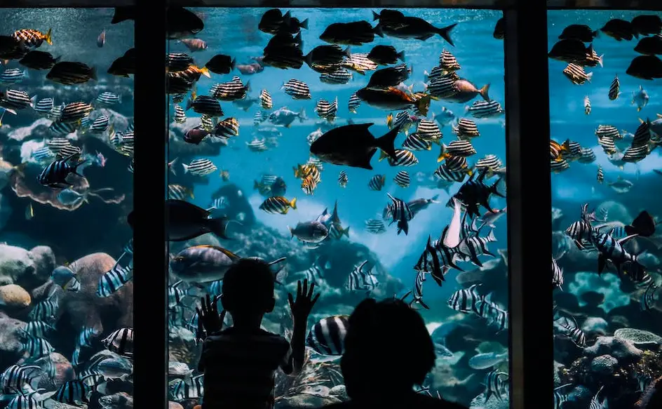 Aquarium Therapy: The Top 6 Health Benefits of an Aquarium - Boy and father admiring a vibrant blue aquarium filled with beautiful fish