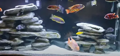 How To Safely Upgrade an Aquarium: A newly upgraded tank full of African cichlids from KaveMan Aquatics