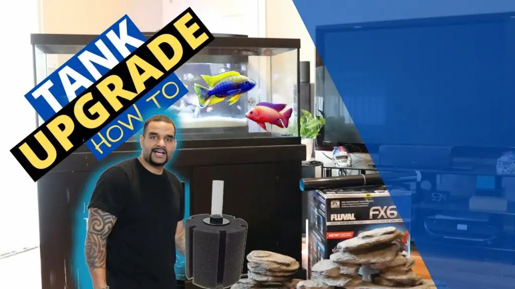 How To Safely Upgrade an Aquarium Transfer Your Fish To a New Tank YouTube thumbnail