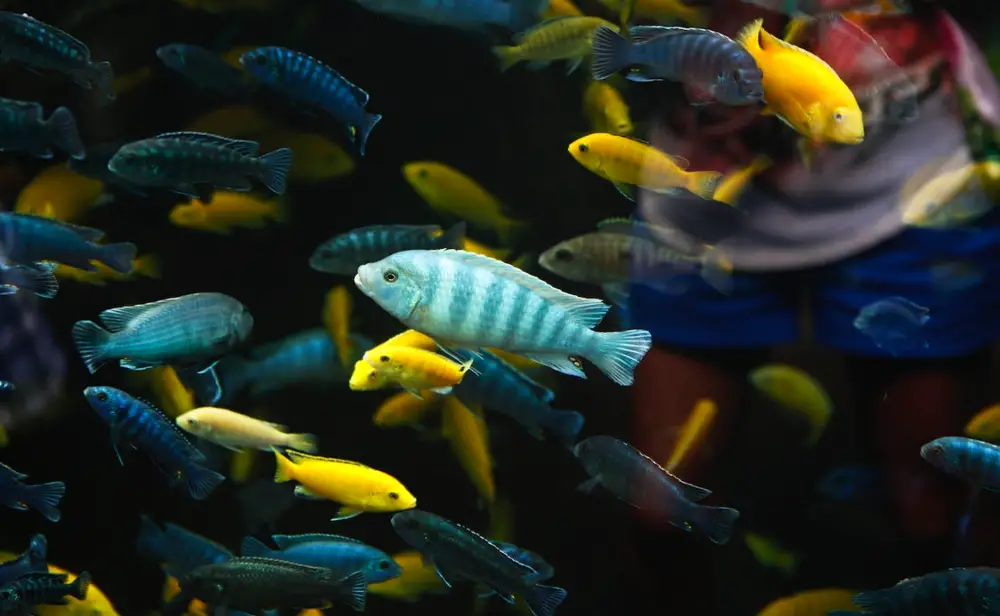 Essential Fish Health Tips — Group of yellow and blue African cichlids in an aquarium
