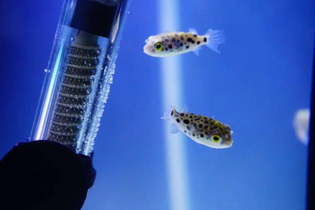 Aquarium Heaters: An Easy Size Guide — Zoomed in photo of an aquarium heater and a small fish in a bright blue tank
