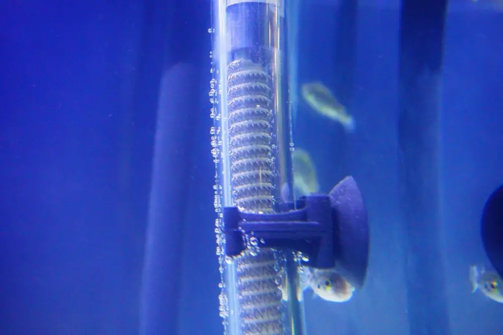Aquarium Heaters: An Easy Size Guide — A submerged aquarium heater in bright blue water with small fish peeking. 
