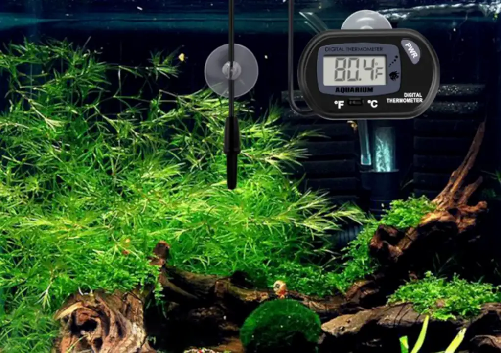 Aquarium Thermometers - Close-up image of a digital aquarium thermometer with a green background 