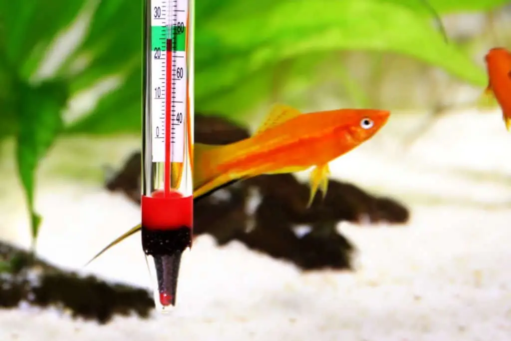 Aquarium Thermometers - Close-up image of a floating aquarium thermometer with a green background and orange goldfish 