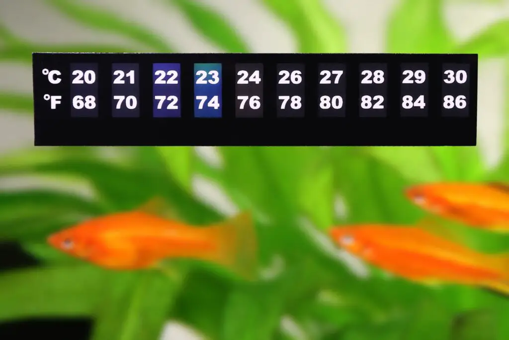 Aquarium Thermometers - Close-up image of an LCD aquarium thermometer with a green background and orange goldfish 