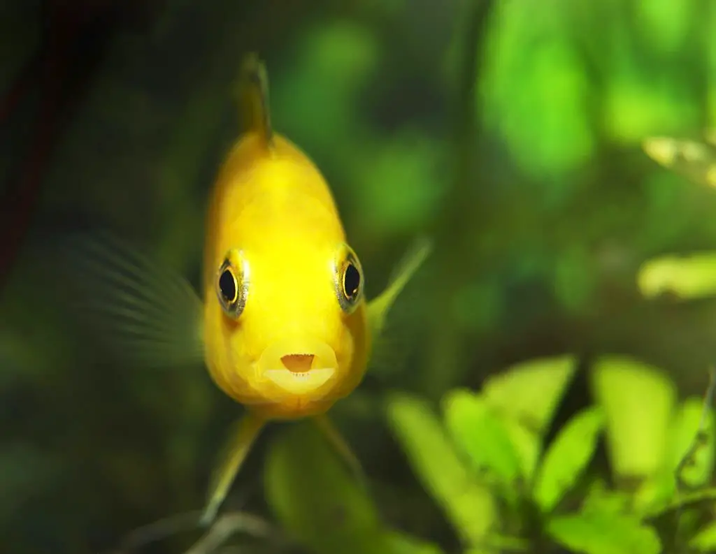 Aquarium Checklist — African cichlid, Electric Yellow (Labidochromis caeruleus). Popular freshwater tropical fish among hobbyists.