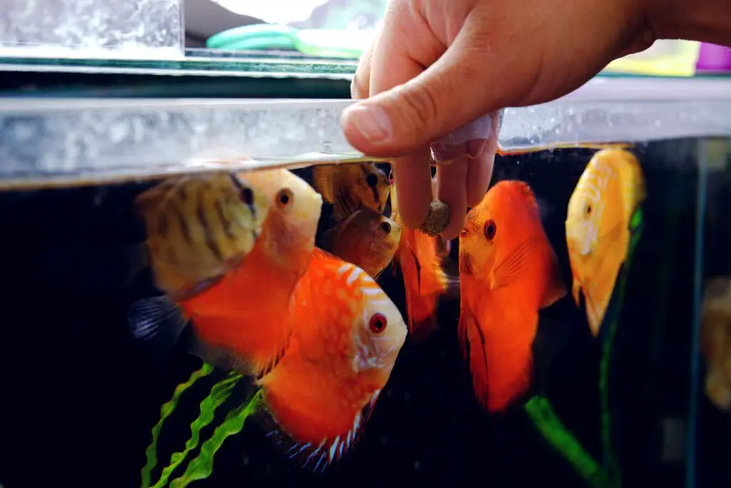 Fish Food Nutrition - Discus fish ready to eat from the hand