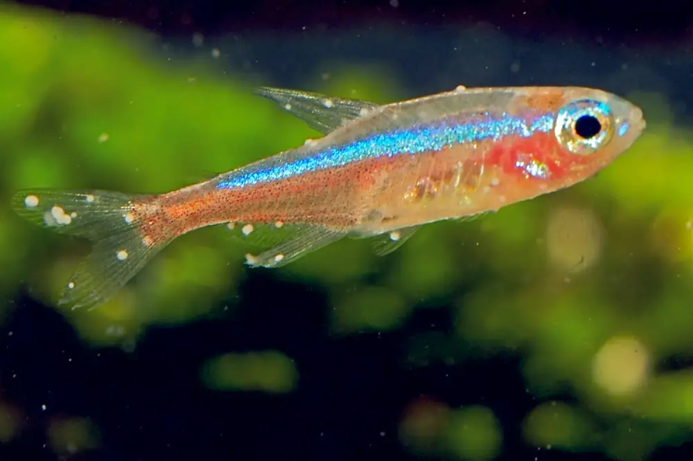 How to Treat Ich on Freshwater Fish - Zoomed in photo of a neon tetra infested with ich or white spot disease 