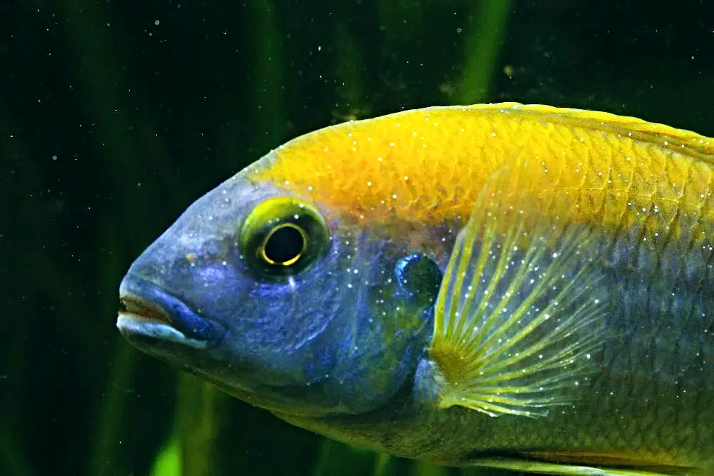 How to Treat Ich on Freshwater Fish - Zoomed in photo of a blue and yellow African cichlid infested with ich or white spot disease