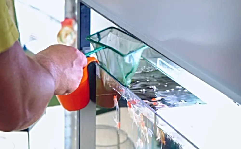 Move an Aquarium to a New Home - A man busy catching his fish with a fishnet