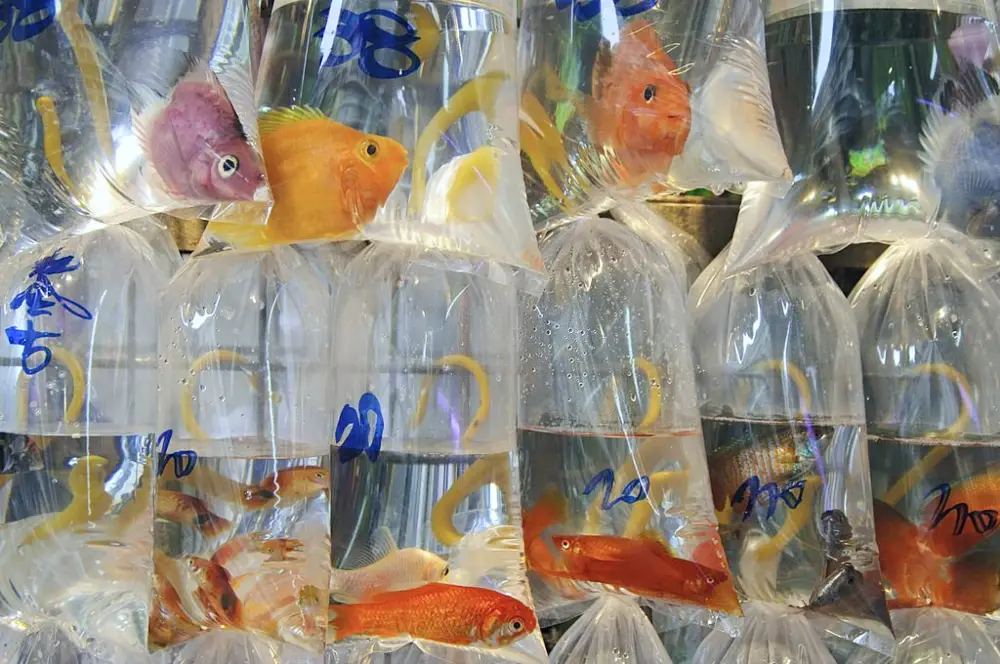 Move an Aquarium to a New Home - A school of fish already caught and placed into sealed plastic bags, ready to be moved 