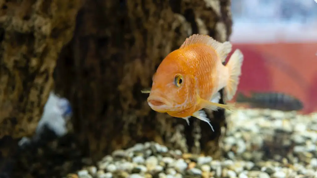 Nitrate Poisoning in Freshwater Aquarium Fish — Zoomed in photo of an orange African cichlid in an aquarium