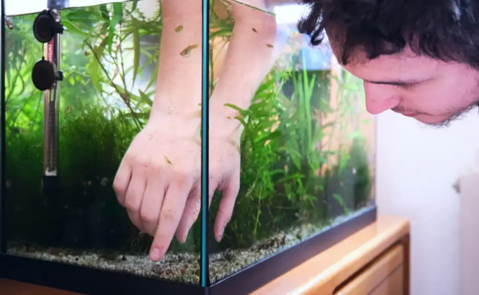 Why You Need Aquarium Substrate — Man examining his aquarium substrate filled with small fish, live plants and an aquarium heater 