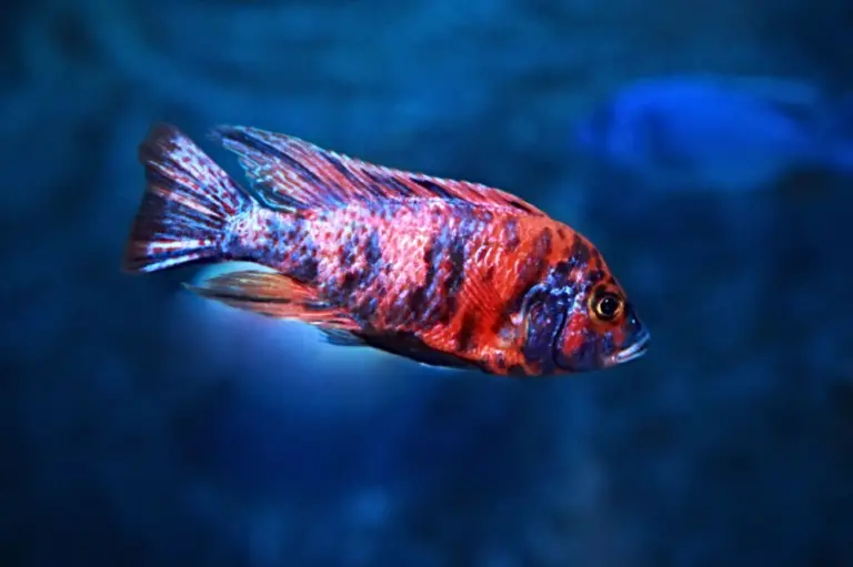 How to Master the Art of African Cichlid Breeding for Stunning Colors