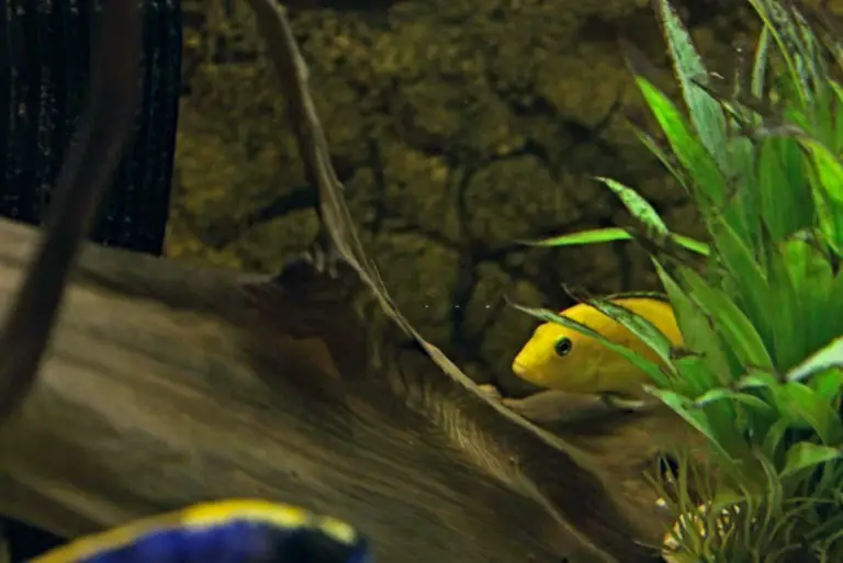 6 Common African Cichlid Health Issues and How to Prevent Them