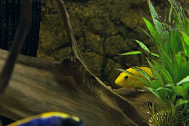 Common African Cichlid Health Issues: Yellow Cichlid Hiding